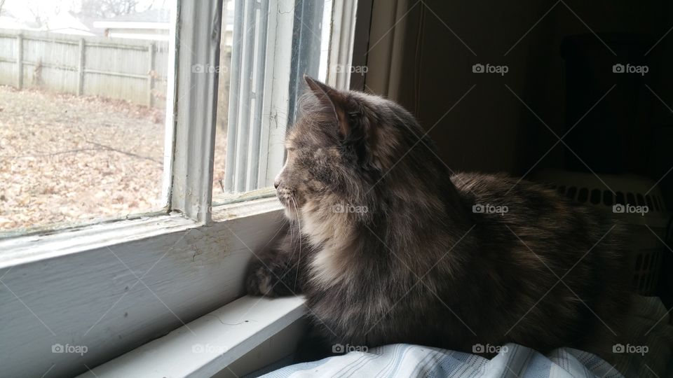 Arya Gazing Outside. My cat loves looking outside. 