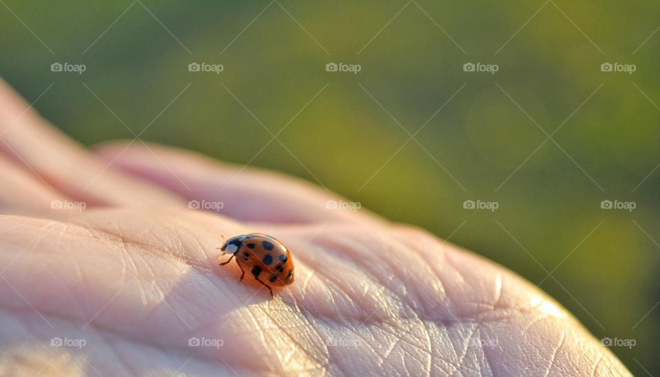 insect ladybug 🐞 in the hand love life
