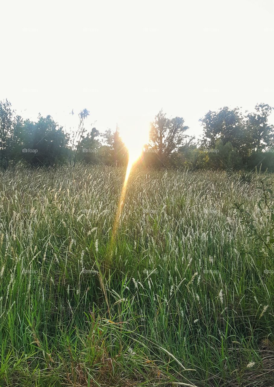 Grass, Nature, Summer, No Person, Rural