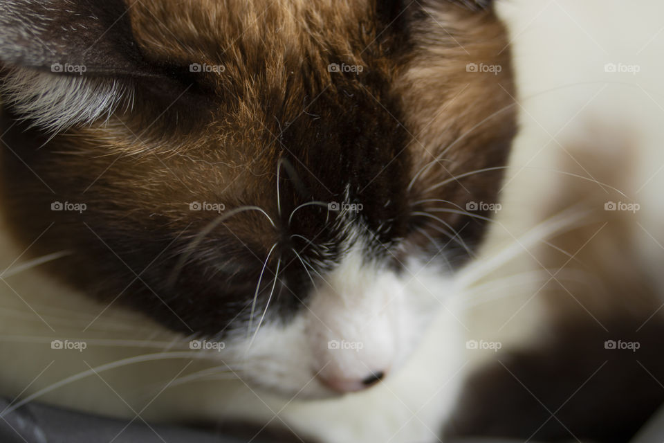 Close Up do rosto do gato com a cabeça baixa.
Close up of cat's face with head down.
Primer de la cara del gato con la cabeza baja.