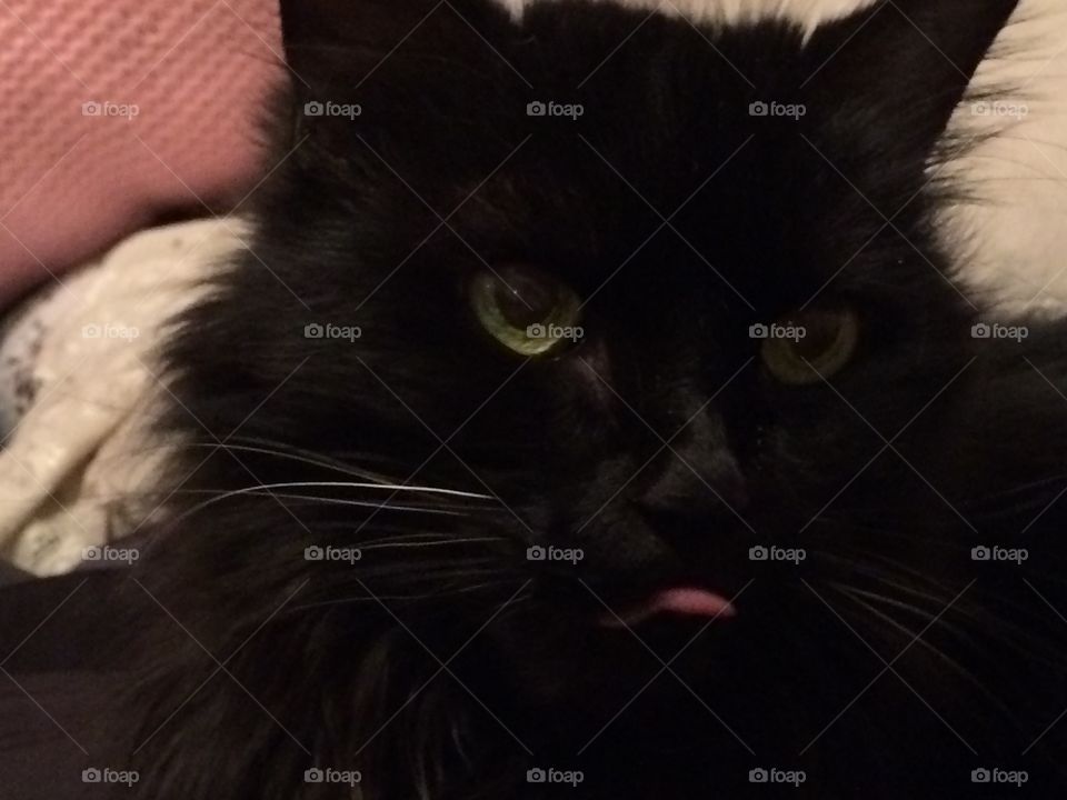 Black cat sticking out her tongue
