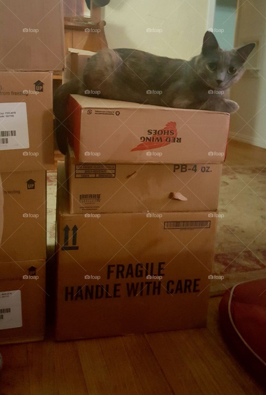 moving day with cats