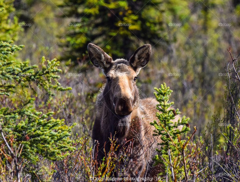 Moose in the Alaskan wilderness 