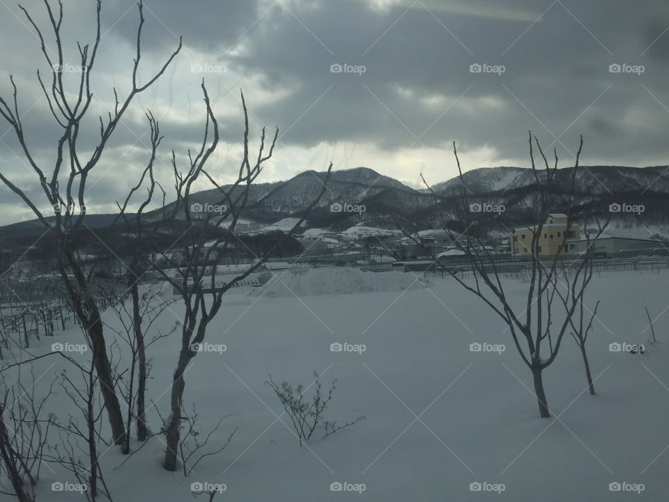 Winter, Snow, Landscape, Tree, Cold