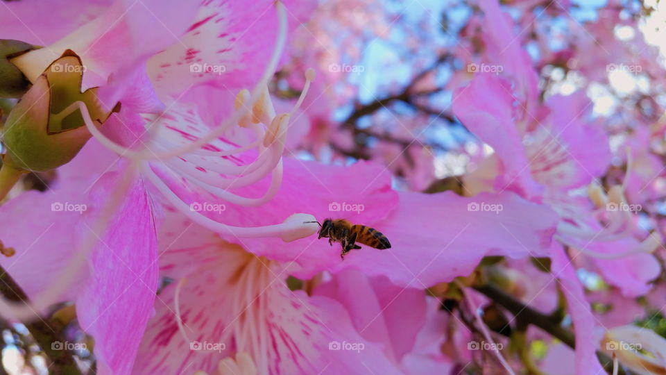 a bee on the flower of the sacred tree
