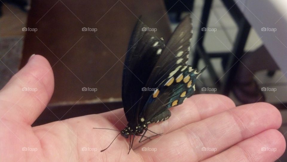 resting butterfly