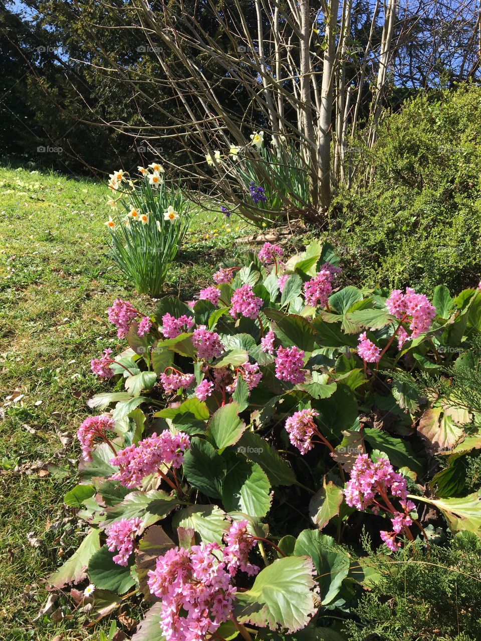 Small corner of the garden in spring 