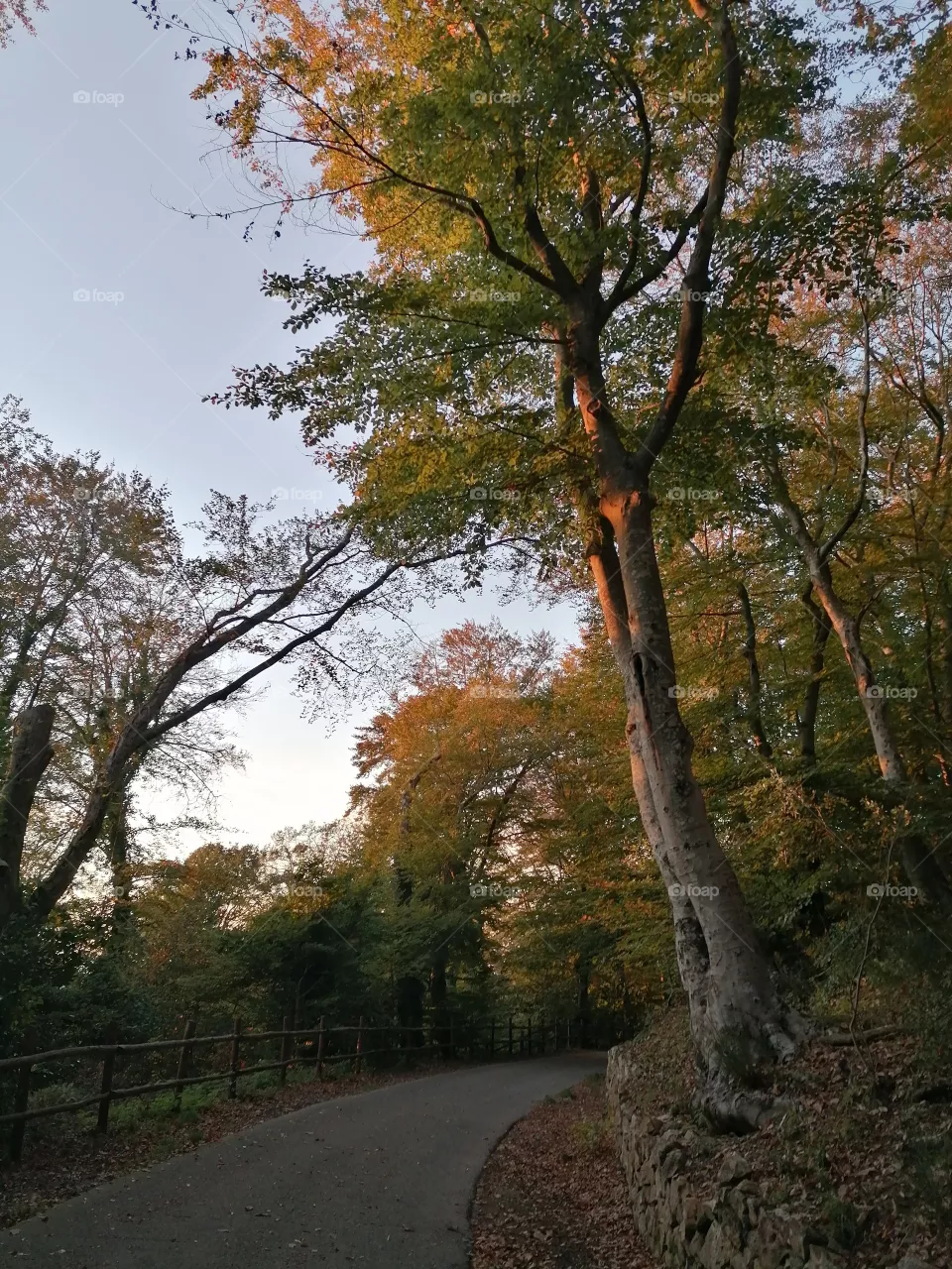 🌲🍂🌲🍂