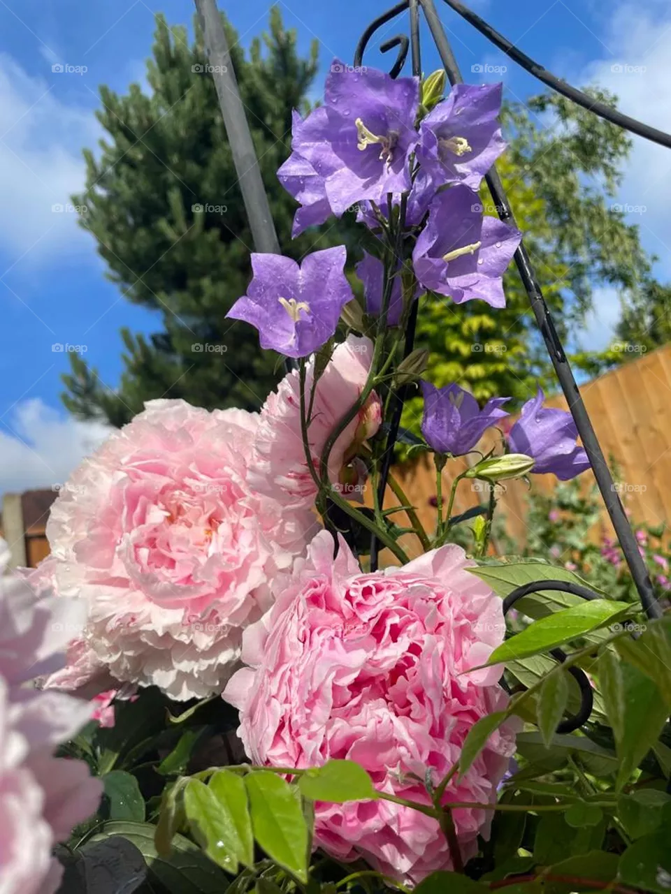 Chinese peony