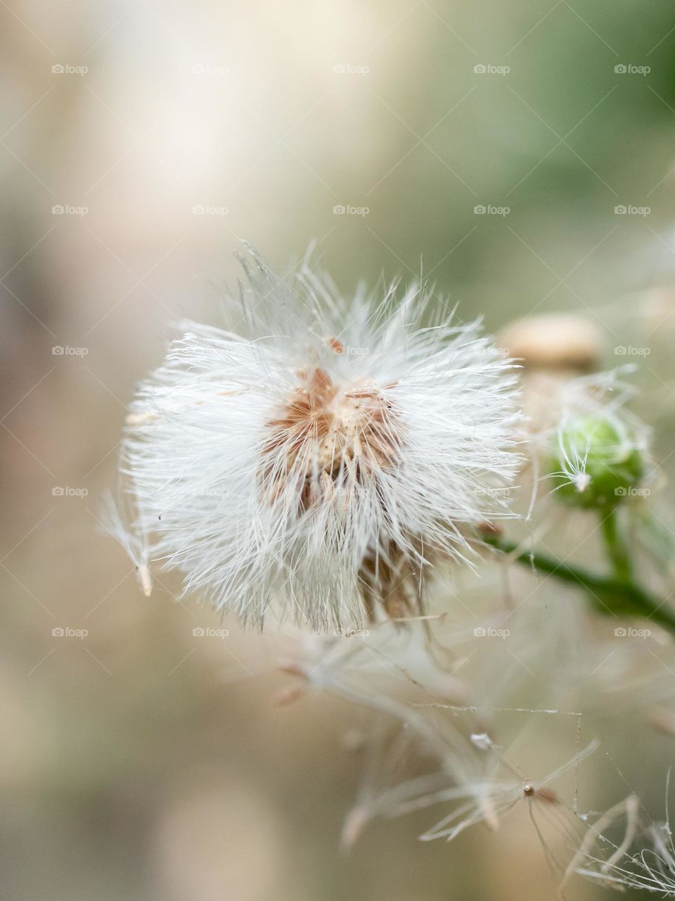 Closeup of Dandelion