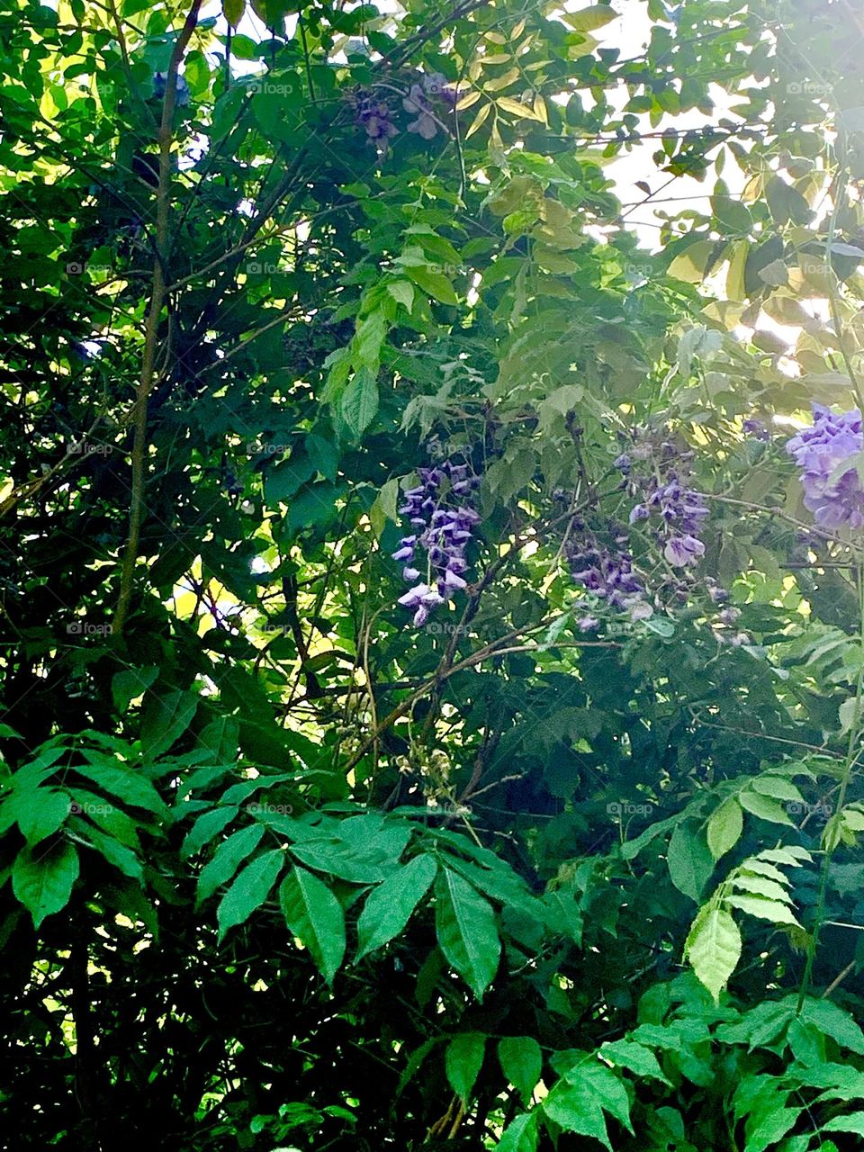 Wisteria 