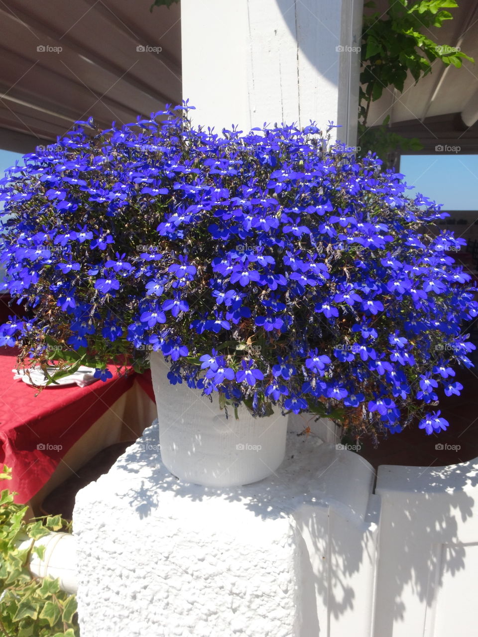 flowers in Santorini