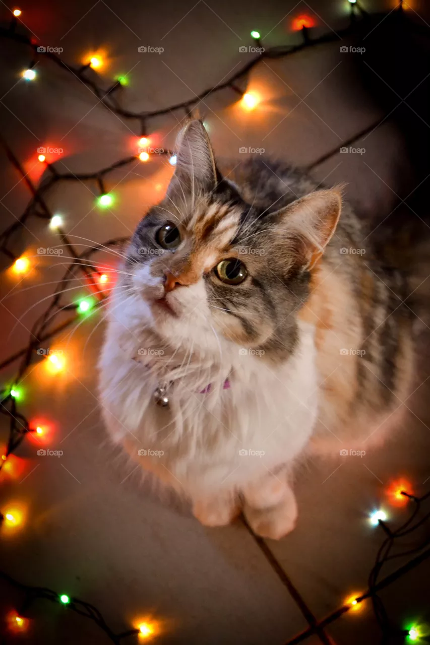 beautiful cat