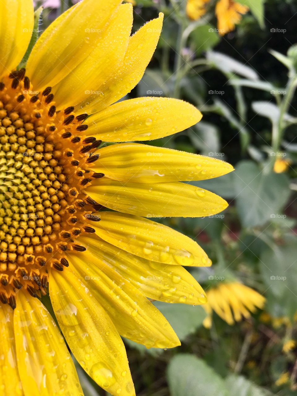 Cat resting in pet bed