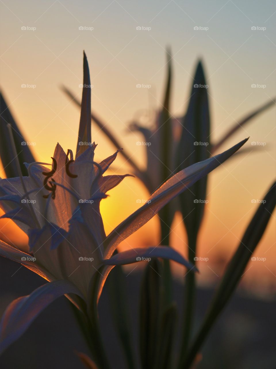 Sunset flower. A flower in the sand in the beach with a sunset background 