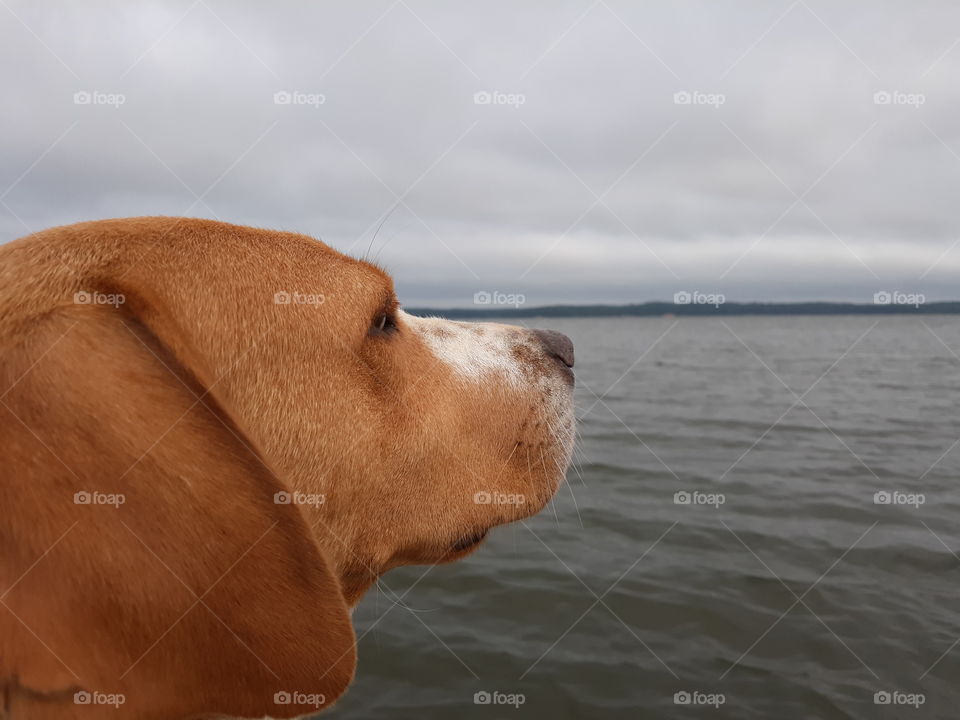 Belle, captain on the water, pointing us in the right direction