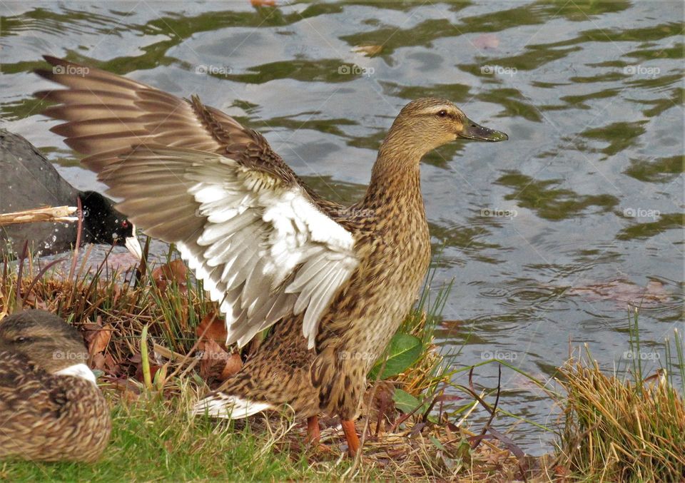 Wings and feathers