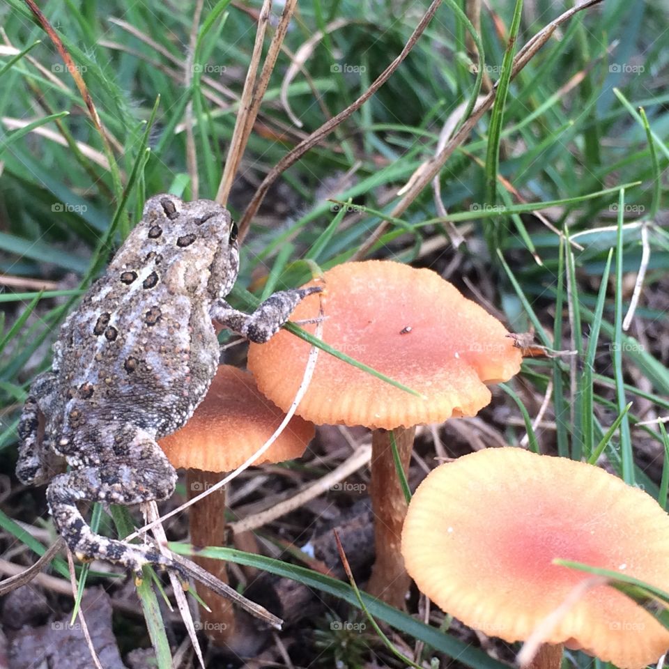 Toad stool