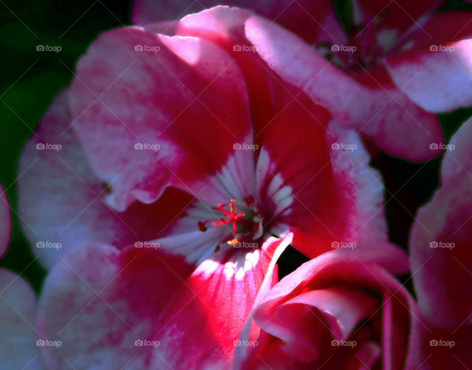 View of hibiscus flowers