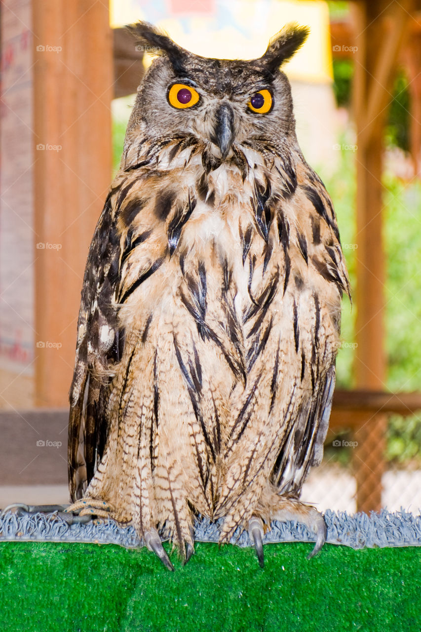 Eagle Owl