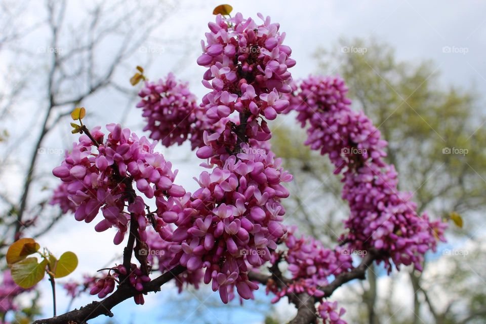 Close up of Cercis siliquastrum or Juda tree branches with lush pink flowers.  Springtime