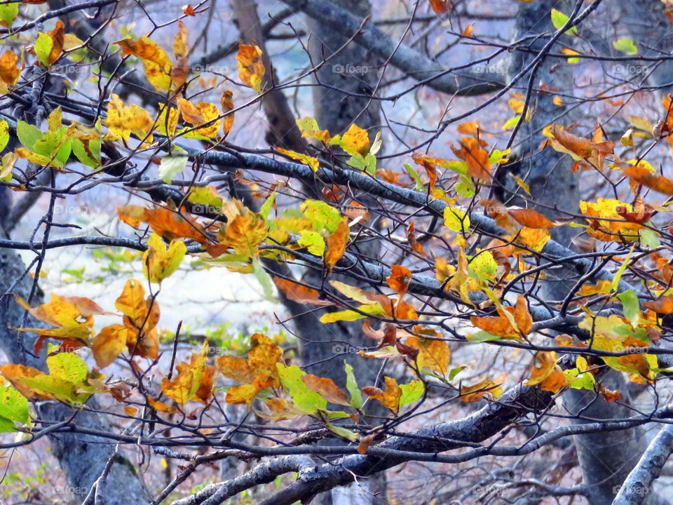 autumn leaves in the forest