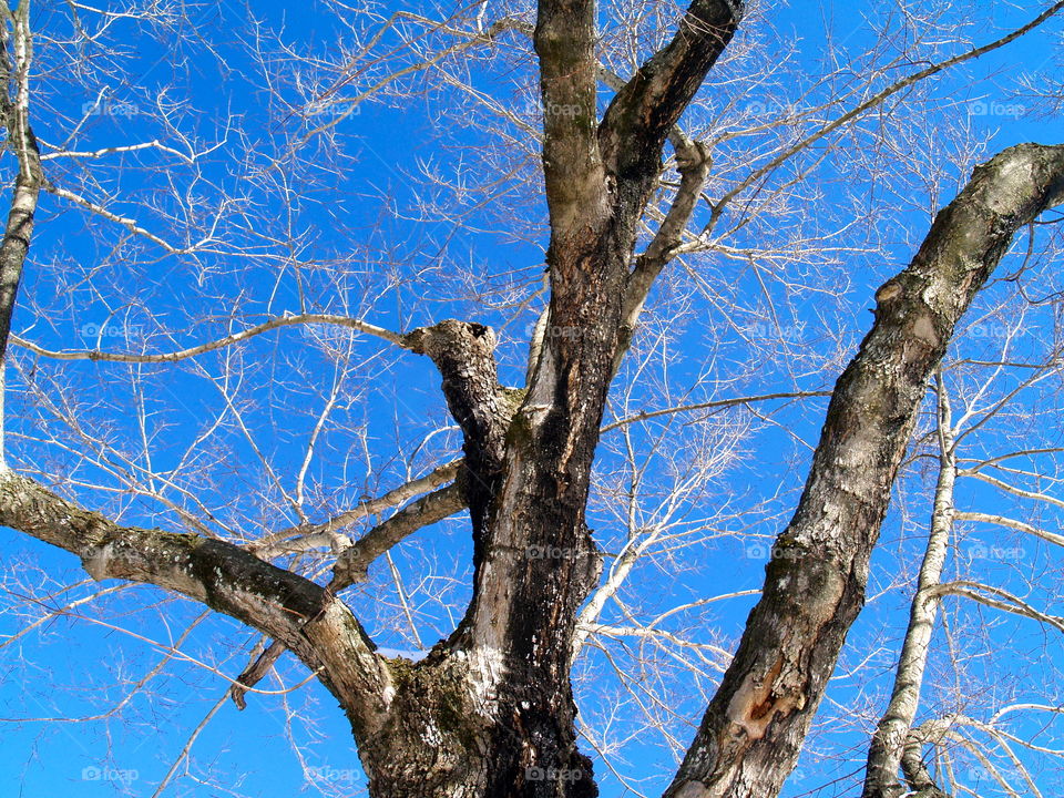 Icy tree