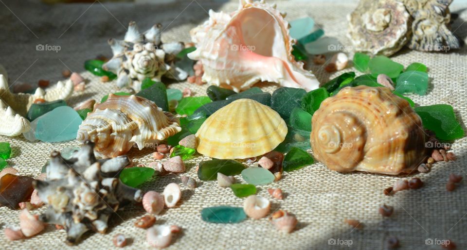 Seashell, Shell, Shellfish, Marine, Scallop