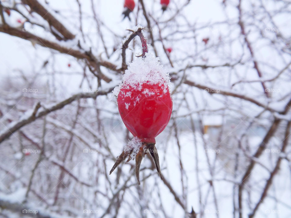 rosehip berries in the frost