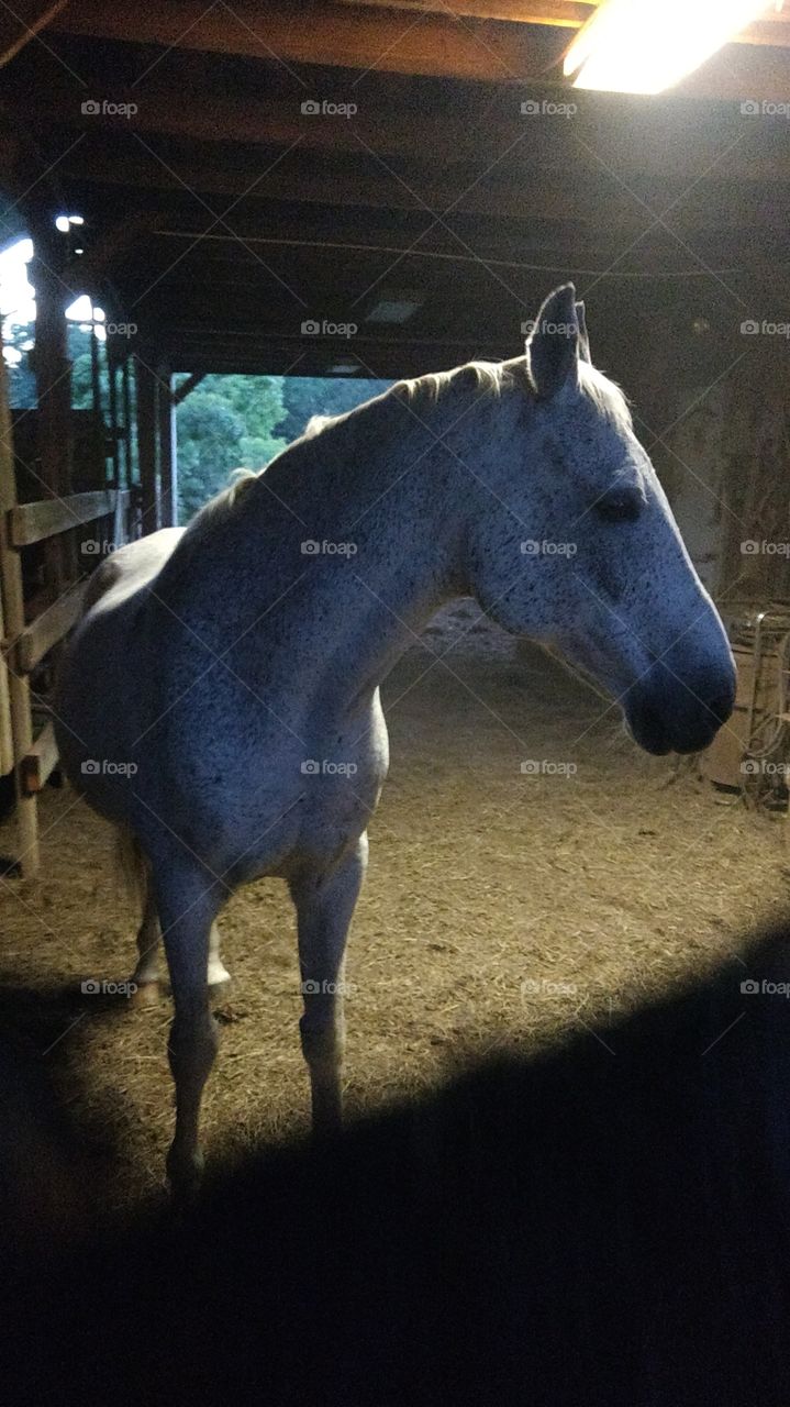 speckled horse