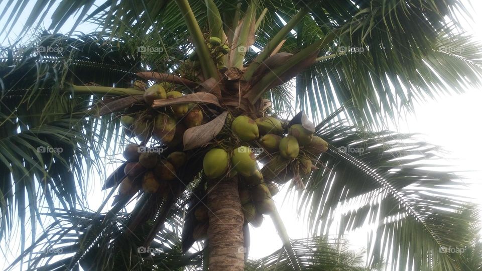 coconut tree