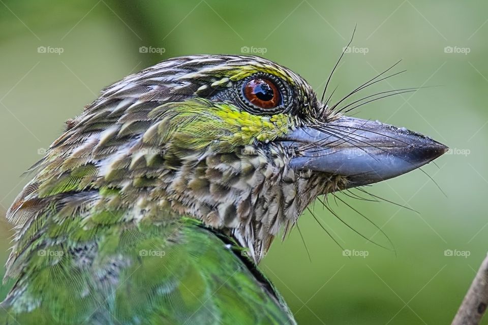 Lineated barbet 