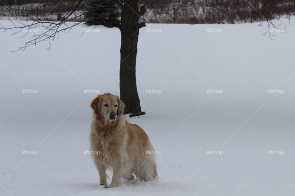 Kaci . posing during a winter walk