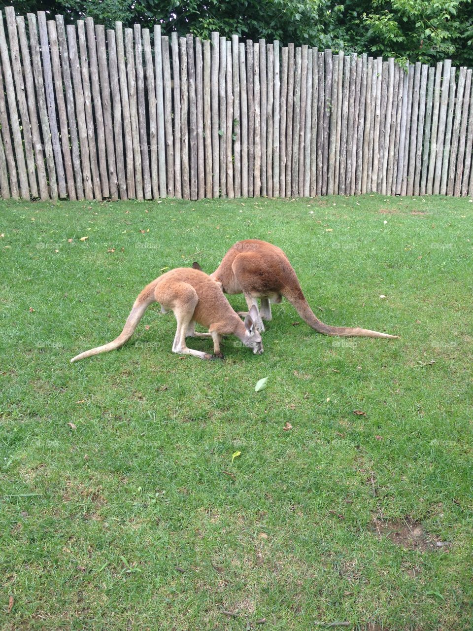 Kangaroo x 2