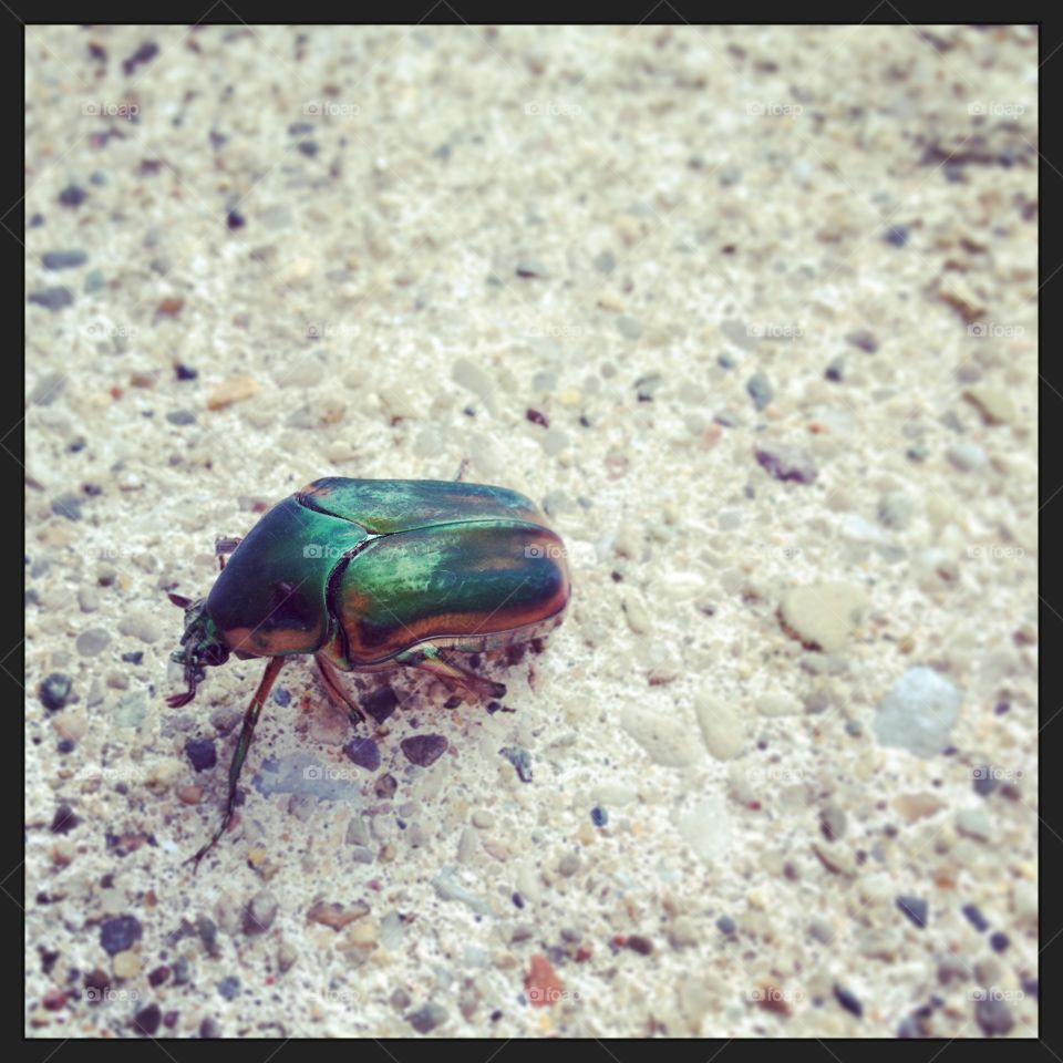 June bug, green bug