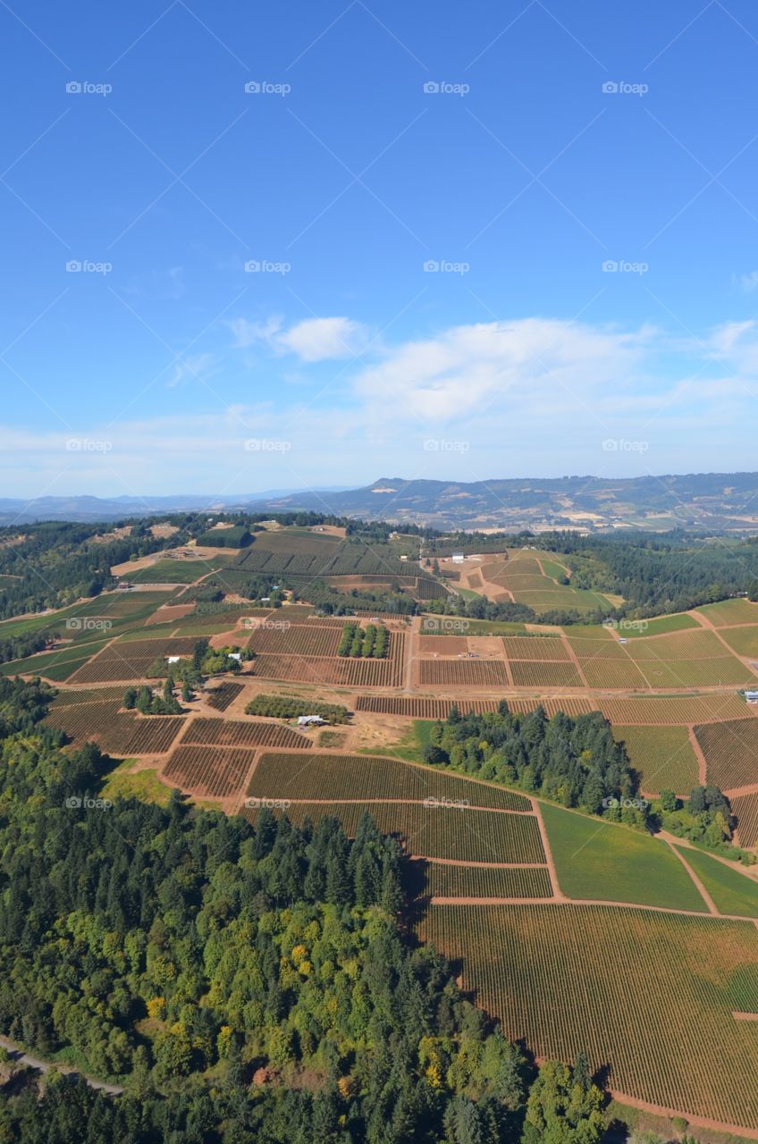 Aerial vineyards 