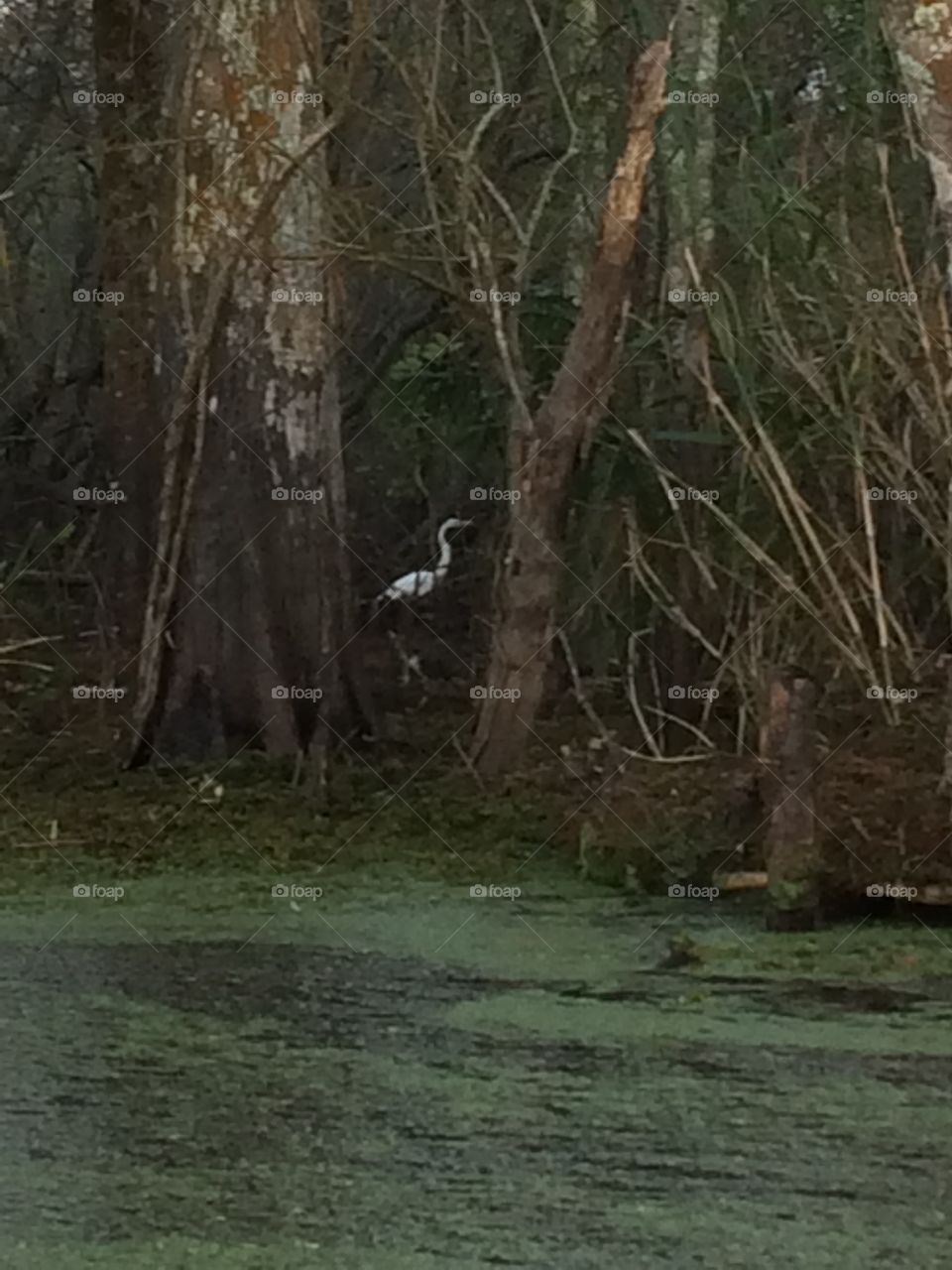 White egret in swamp