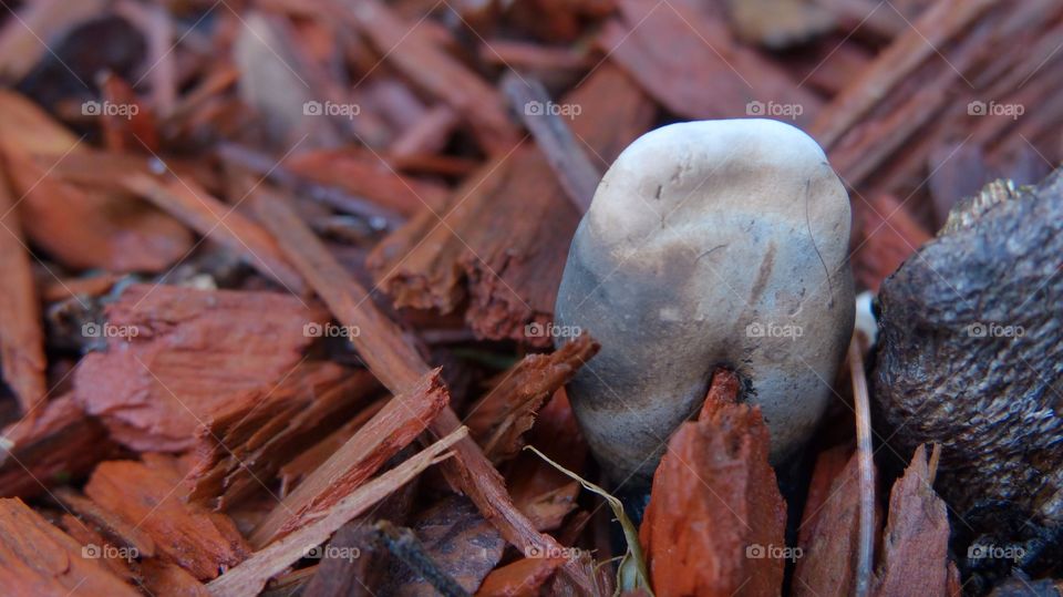 Double colored black and white mushroom