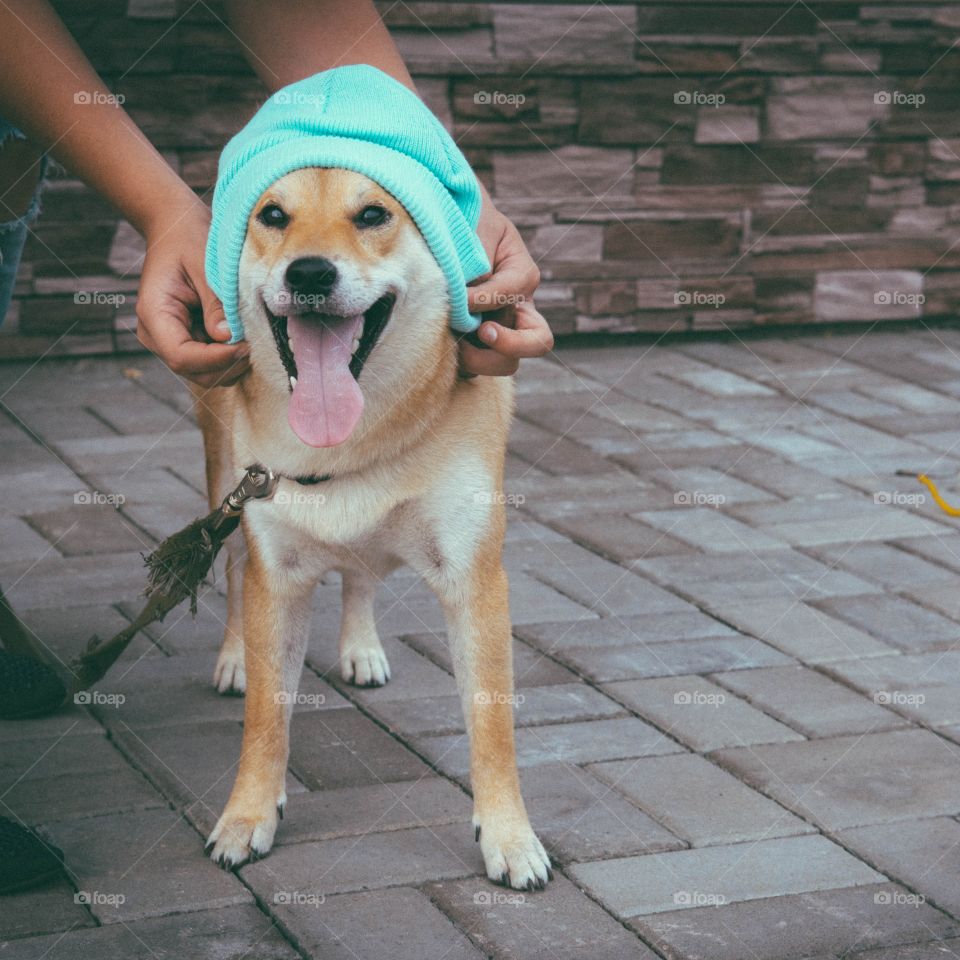 Shiba inu in a blue hat