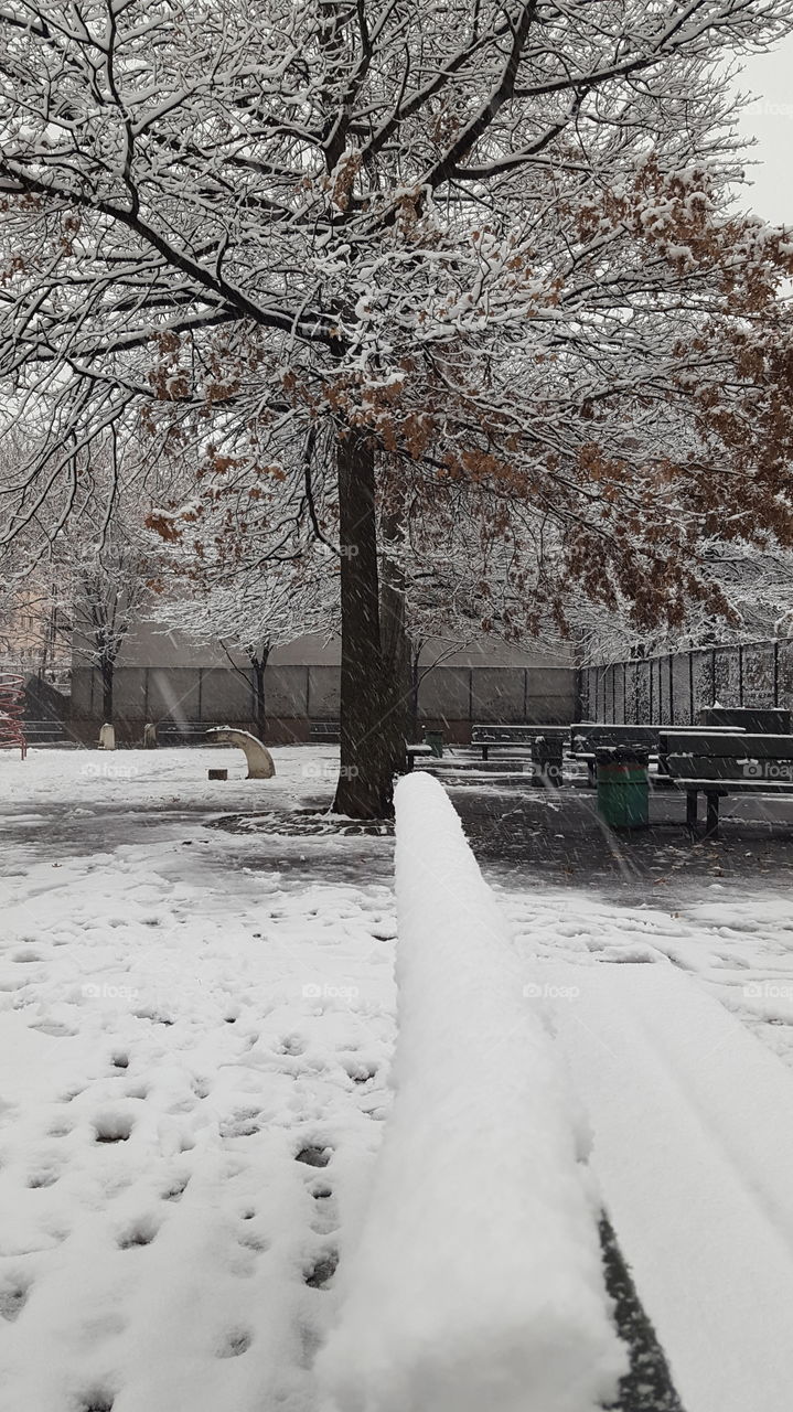 Trees on snowy day