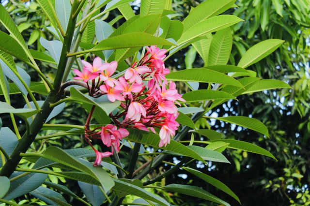 Pink frangipani