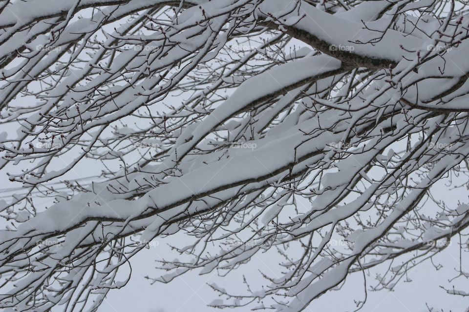 Snow covered branches 