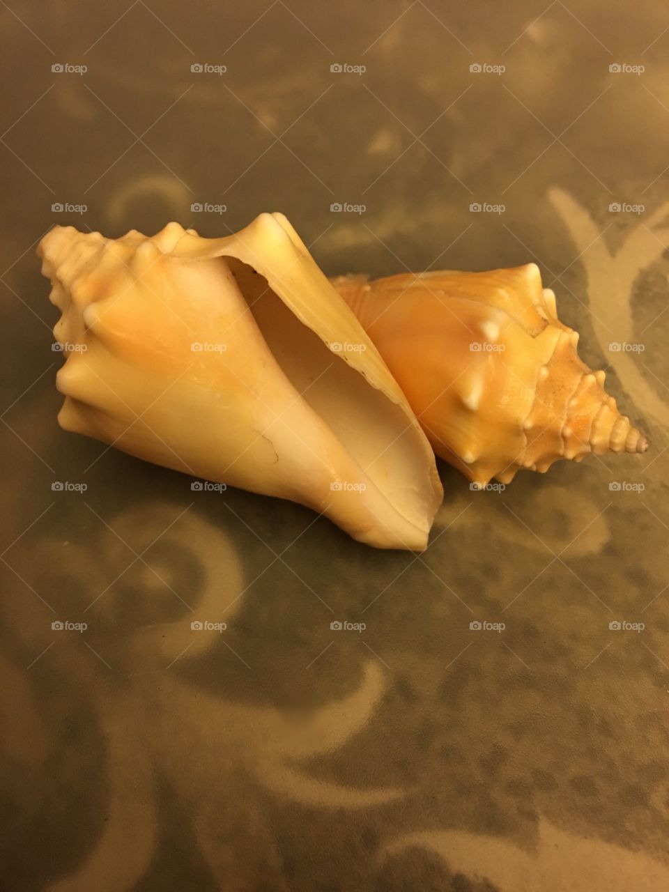 Two conch shells