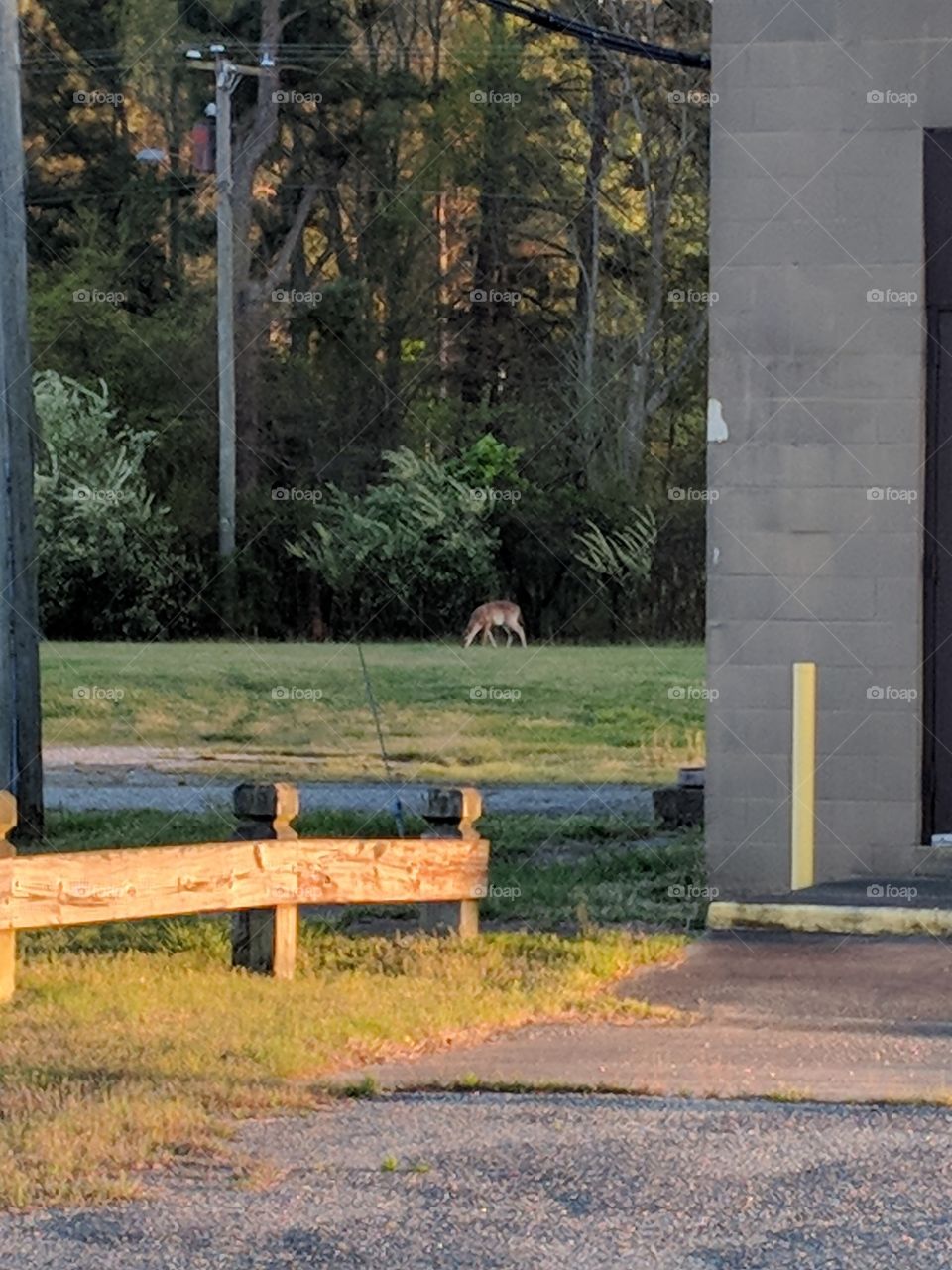 deer in the distance