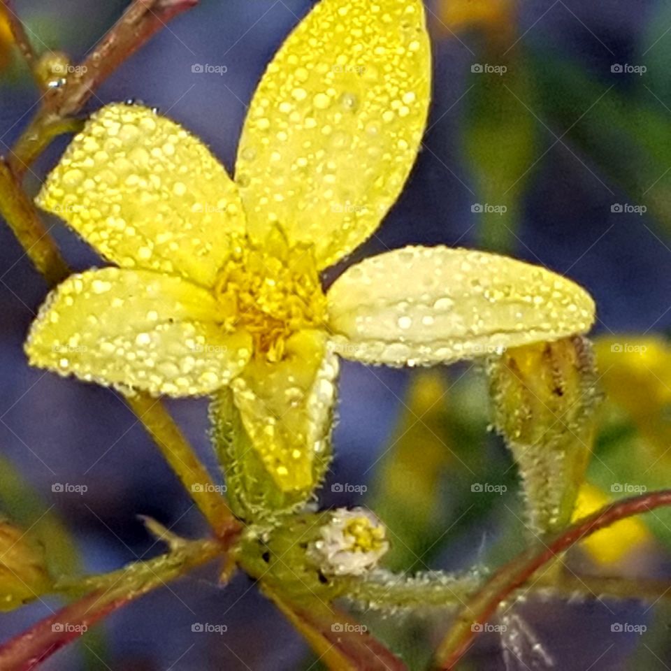 Nature, No Person, Flower, Leaf, Flora