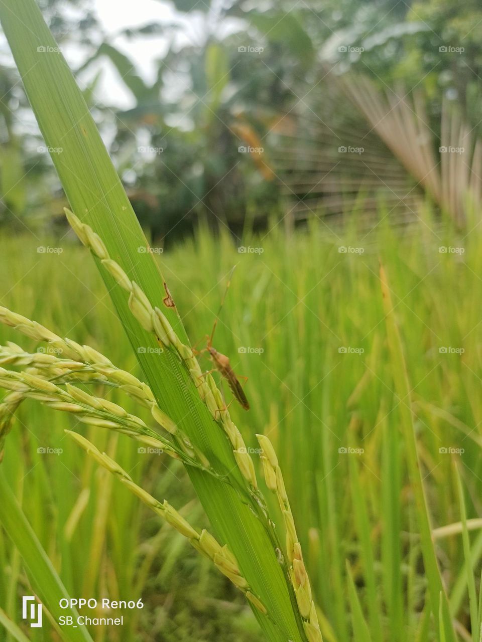 rice pests