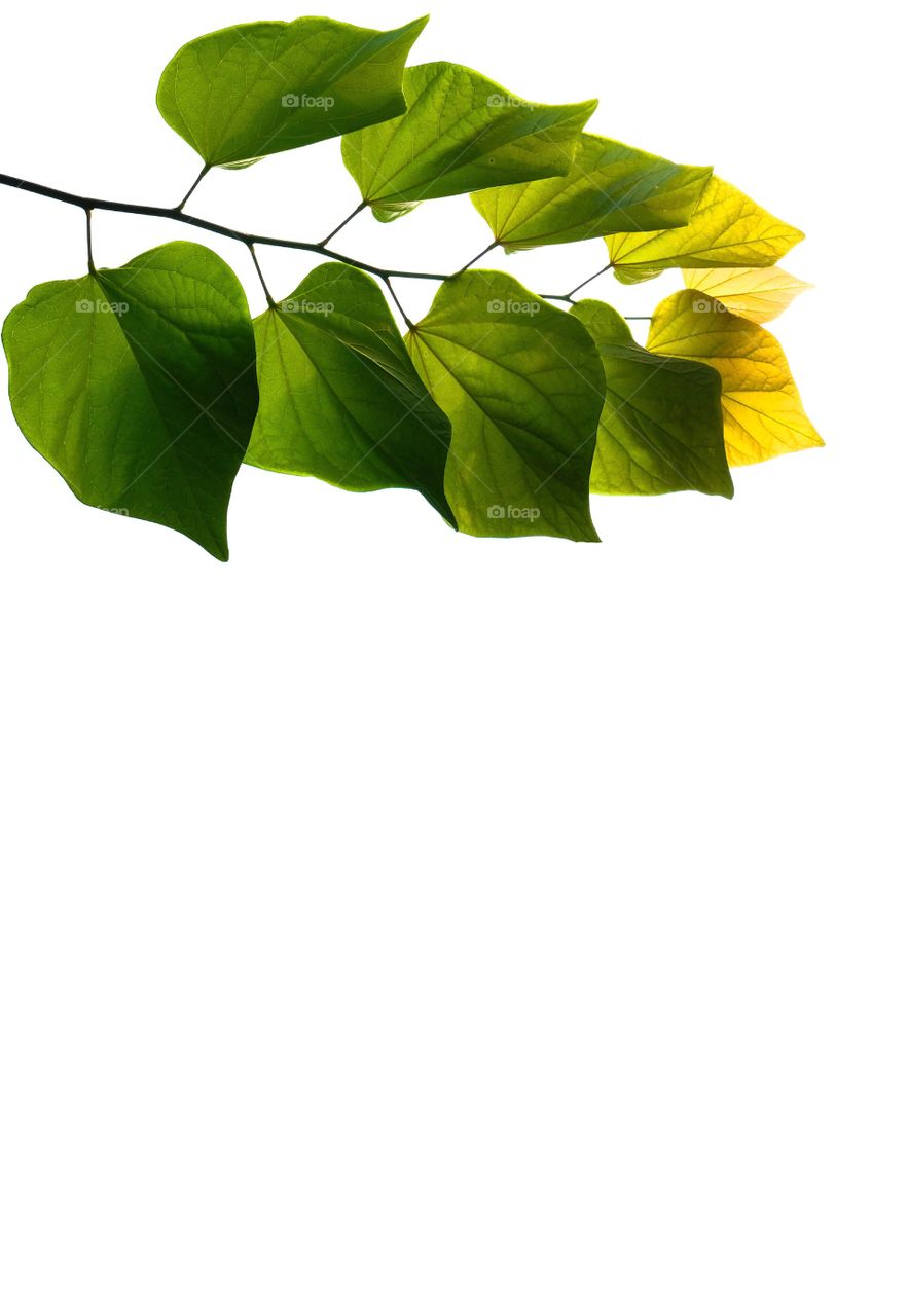 The heart shaped leaves of a native Eastern Redbud tree in North Carolina. The green foliage fades into a beautiful gold. Background image isolated on white with plenty of design or text space. 