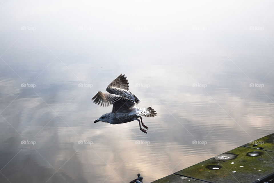 Birds Flying over lake
