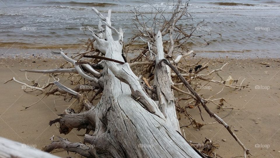 Sandy Hook bleach tree