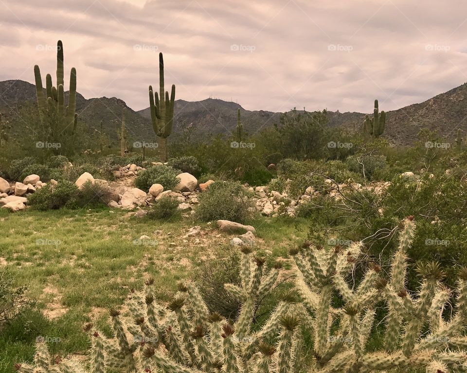 Cactus Close-Up Distant Mountains